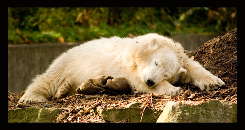 Knut @ Berlin Zoo ice bear