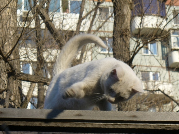Play in the sunshine кошка, кот, пусичка