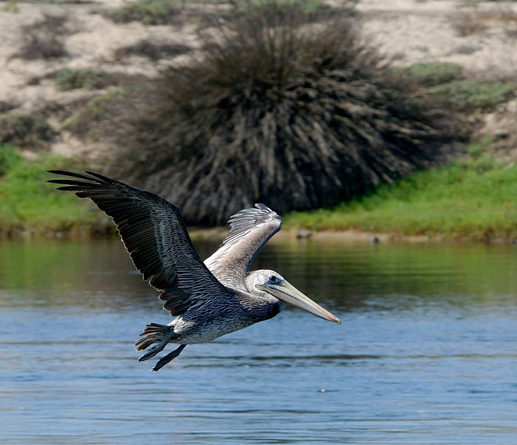 На охоту Бурый пеликан, Pelecanus occidentalis, Болса Чика, Brown Pelican, Bolsa Chica, California