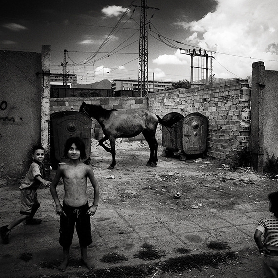 пейзаж с лошадью roma
