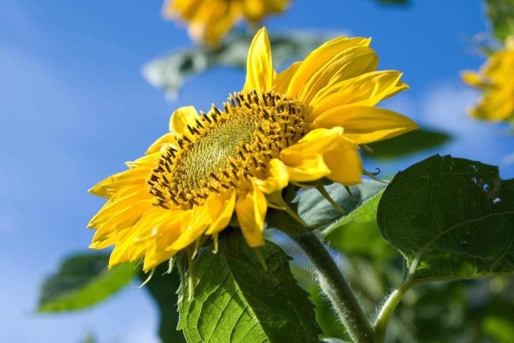 Подсолнух Подсолнух sunflower лето солнце