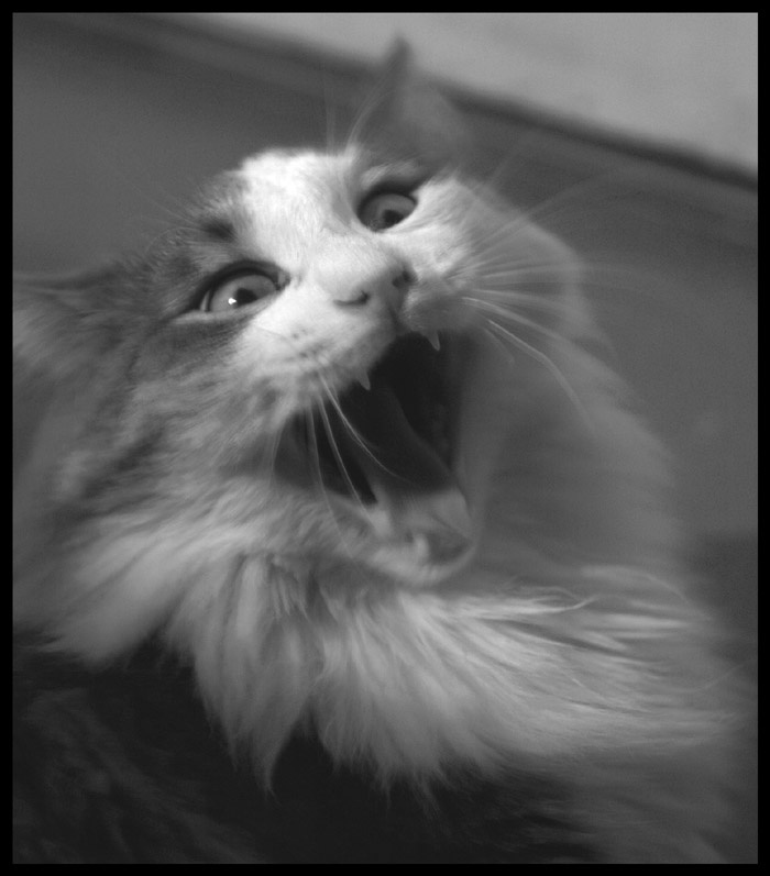 Последние секунды мышки кот, кошки, зубы, пасть, страшно