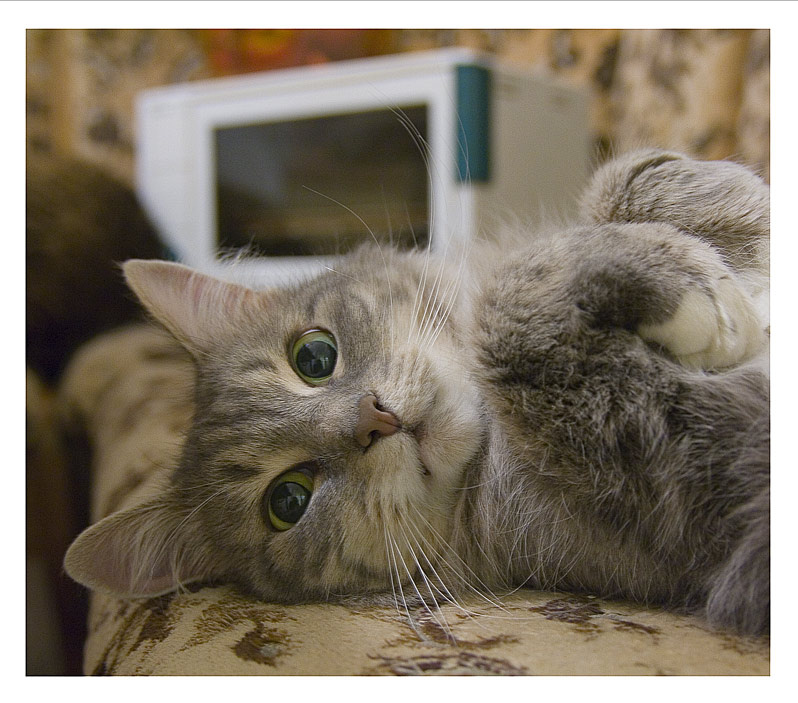 а вот и моя кошка! 