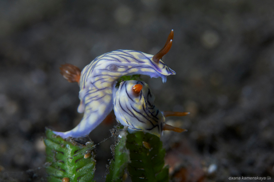 Голая эротика Nudibranch