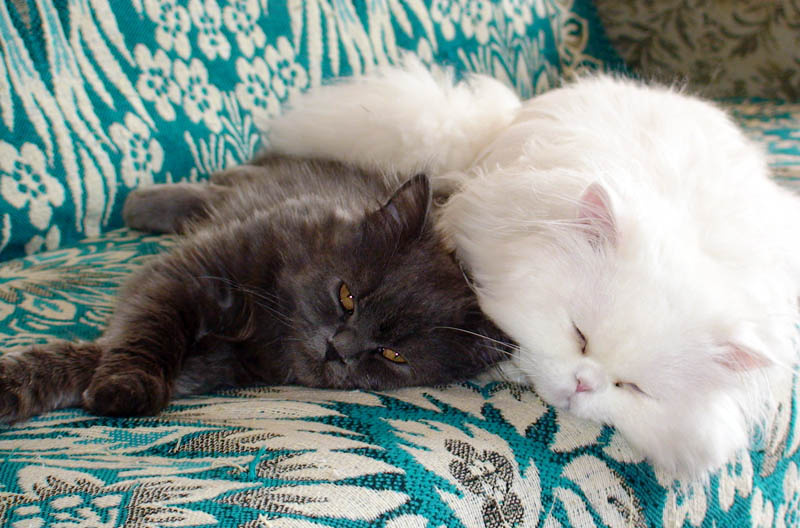 Котоваськи котики