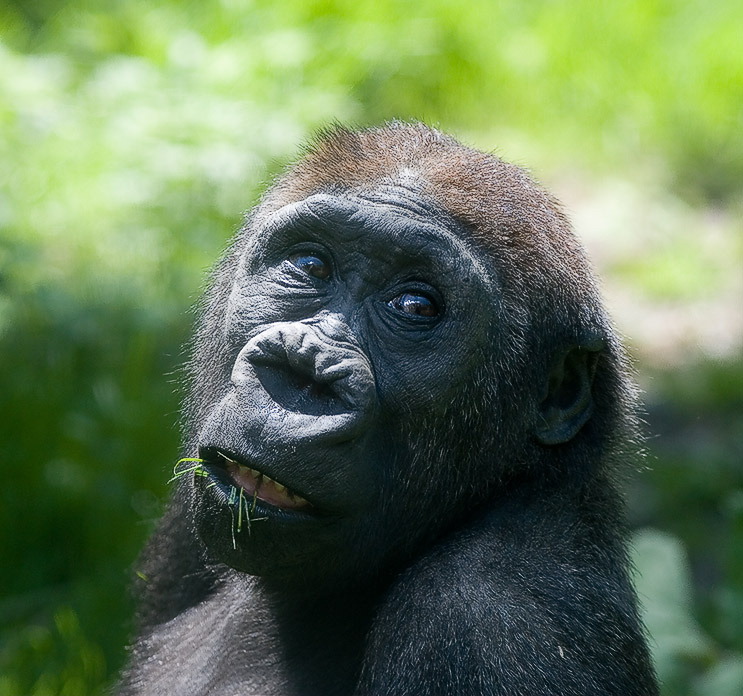 Ну и чо? Bronx zoo зоопарк