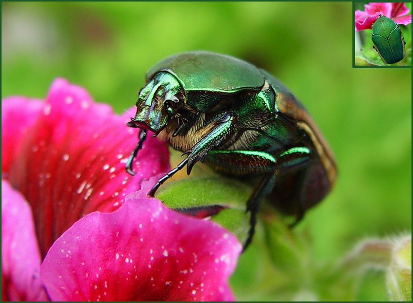 Пришелец из Изумрудного города Бронзовка Green June Beetle Cotinis nitida