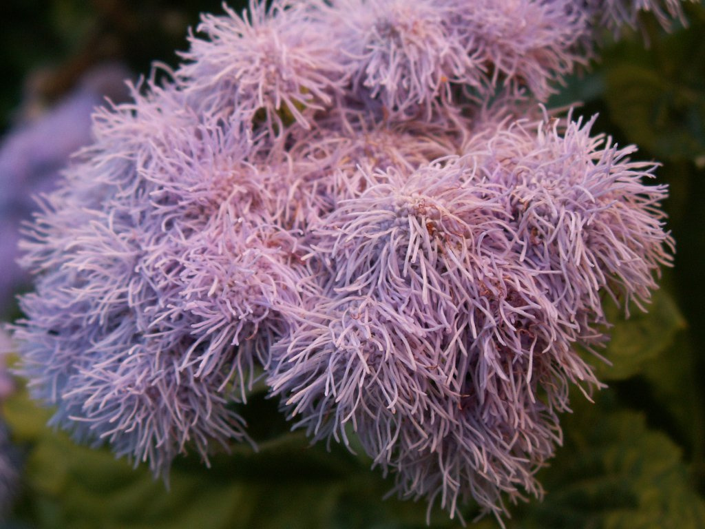the flower цветы макро