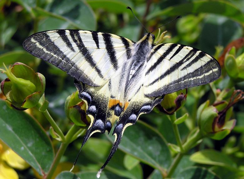Подалирий на зверобое Iphiclides podalirius, Hypericum
