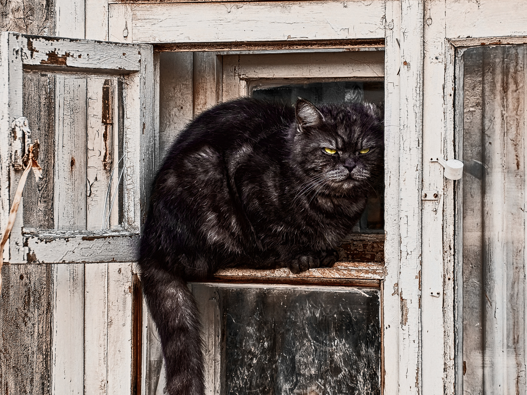 дневной дозор город уличное фото весна окно домашние животные кошки черный кот