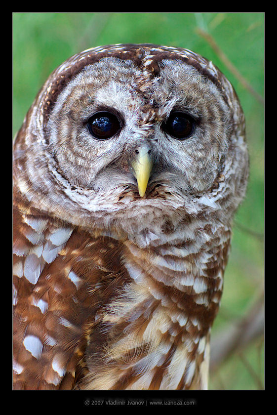 Неясыть неясыть barred owl strix varia