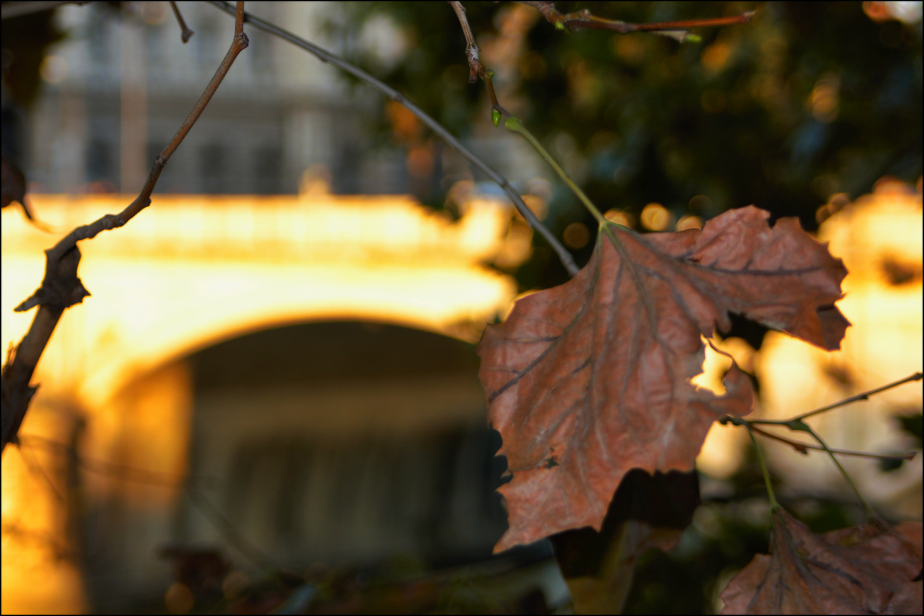 Golden autumn in Rome 