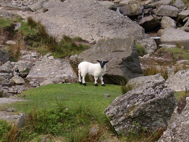 sheep 