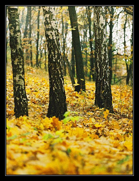 осенние воспоминания осень