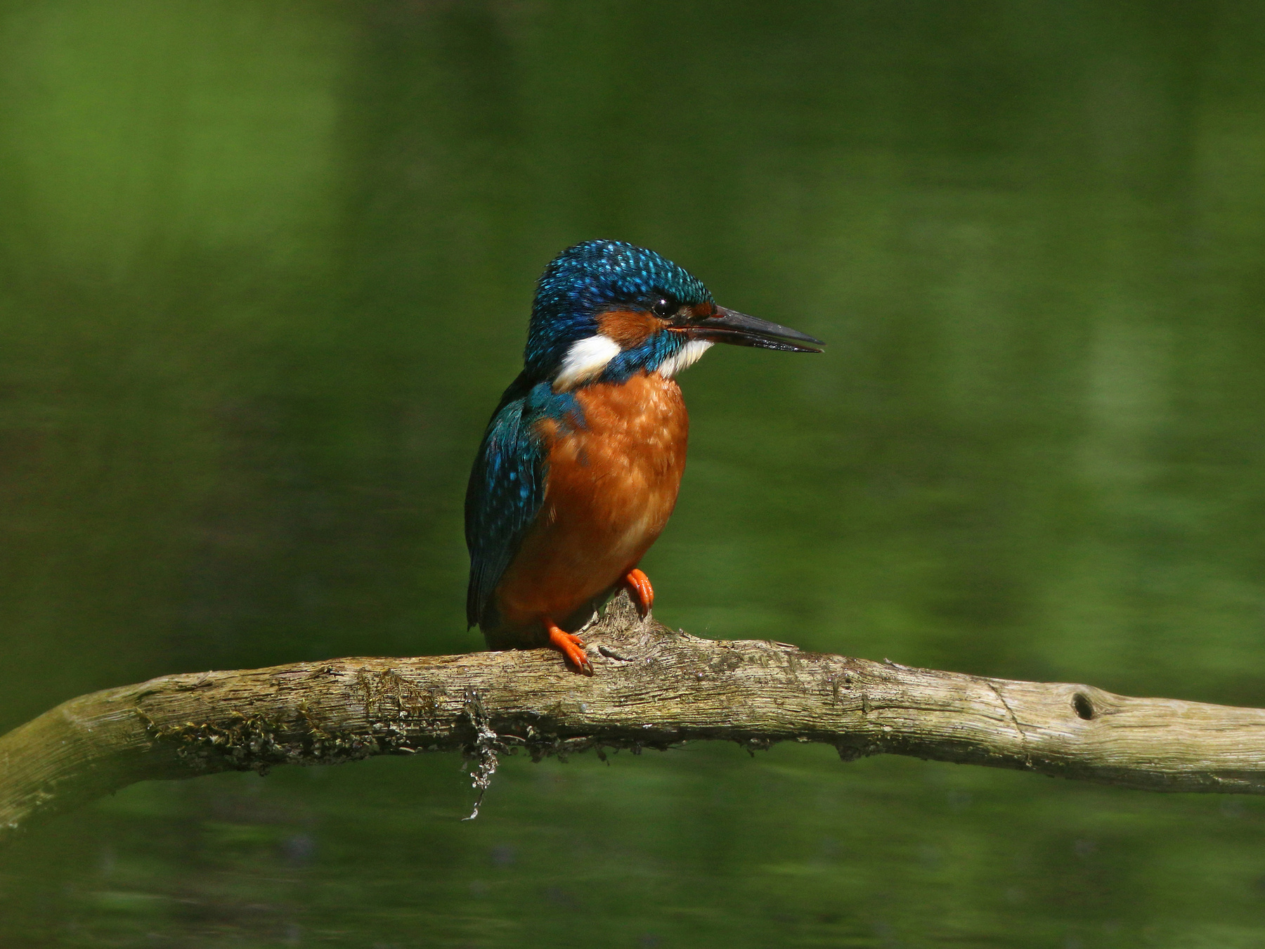 Зимородок Обыкновенный зимородок Alcedo atthis Common Kingfisher