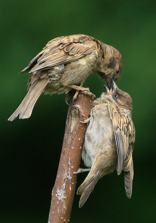 Fast food Полевой воробей, Tree Sparrow, Passer montanus, fast food, птенец