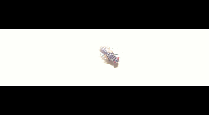 Fly Fly