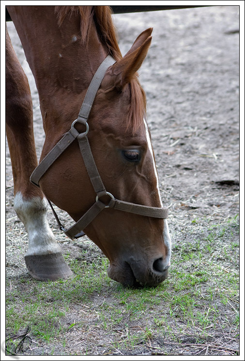 Equus caballus лошадь