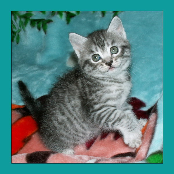А я ещё такая маленькая... кошки котята малыши
