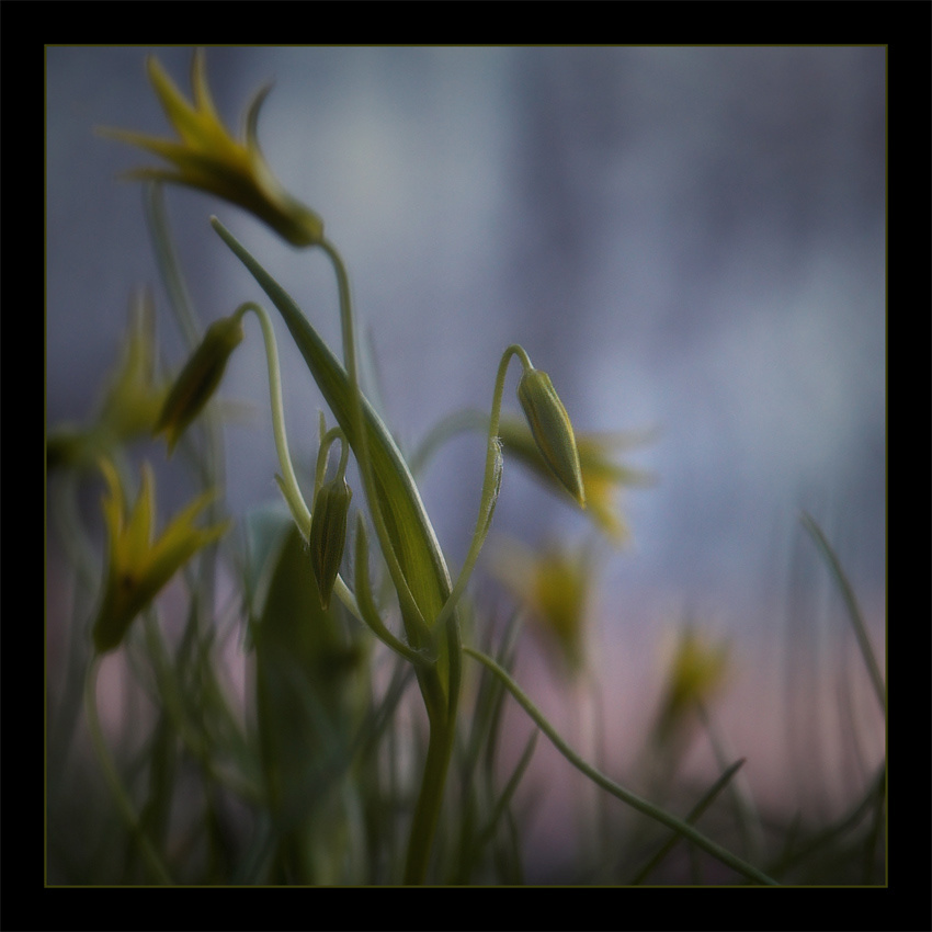 The Sorrow 