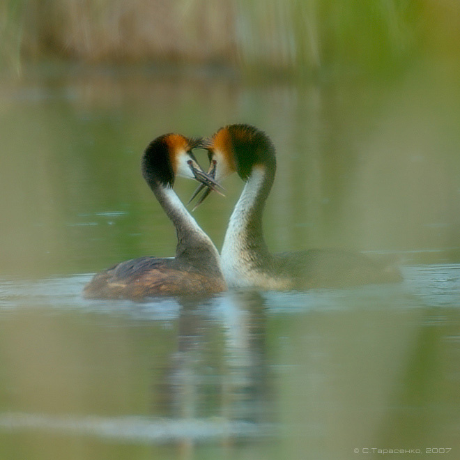 Без слов водоплавающая птица чомга podiceps cristatus большая поганка природа Южный Урал