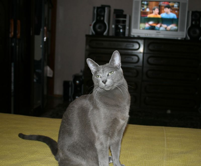 Basil @ home 