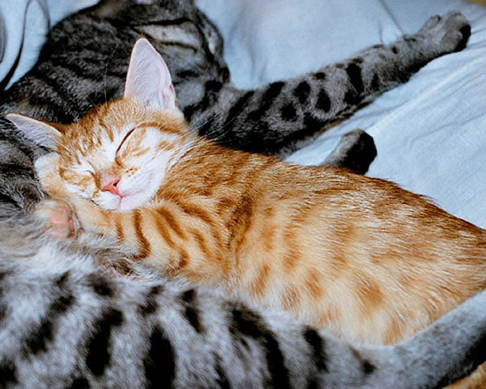Кошачий сон мои спящие кошки