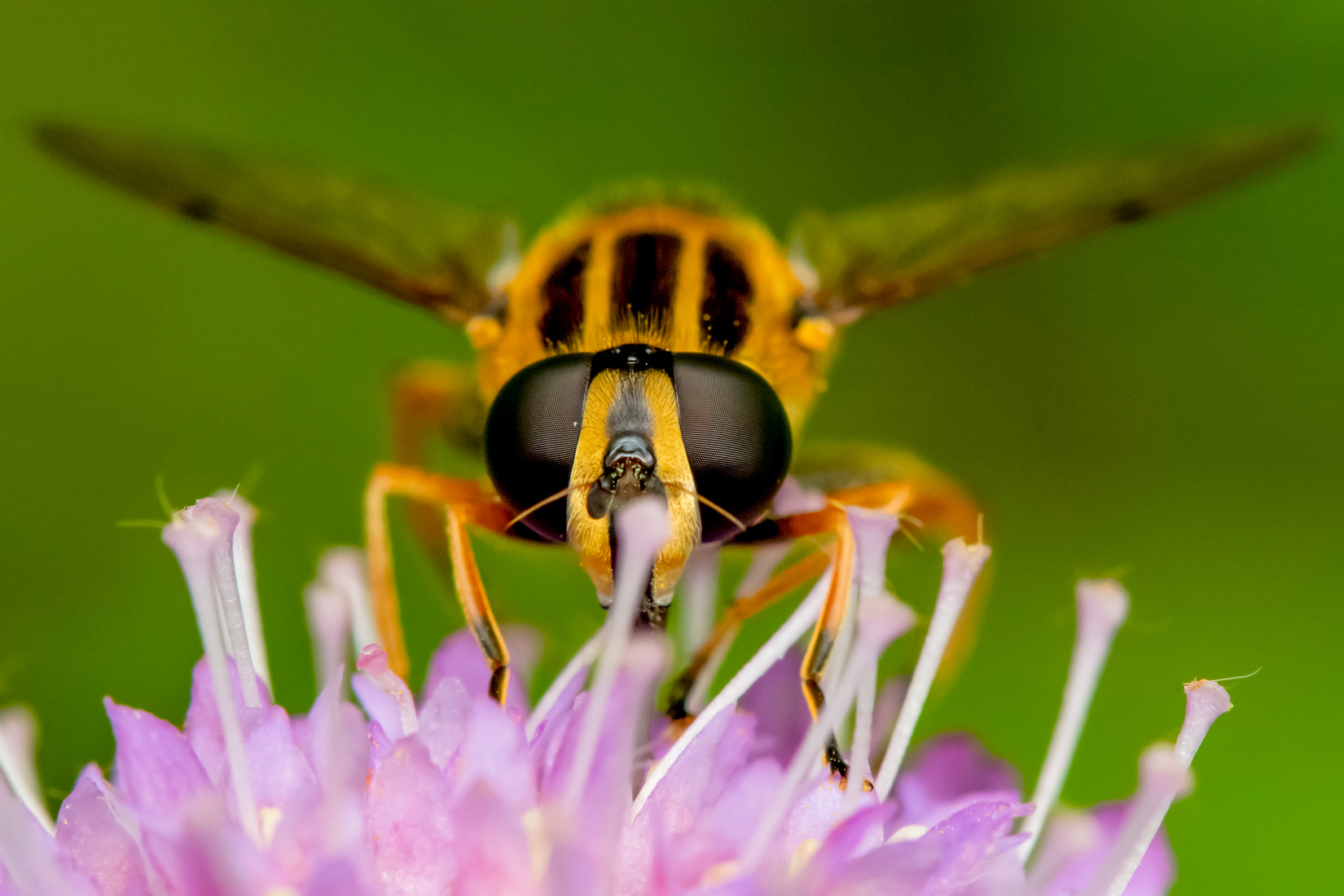 *** макрофотография макрофото Макро macro fotozuev фотограф Андрей Зуев