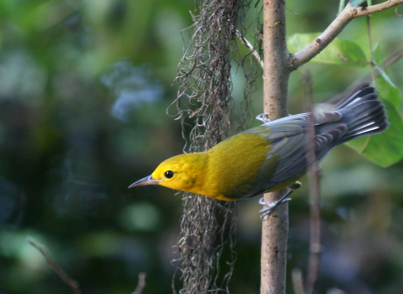 Лимонный певун птица, лимонный певун, протонотариус, prothonotary warbler