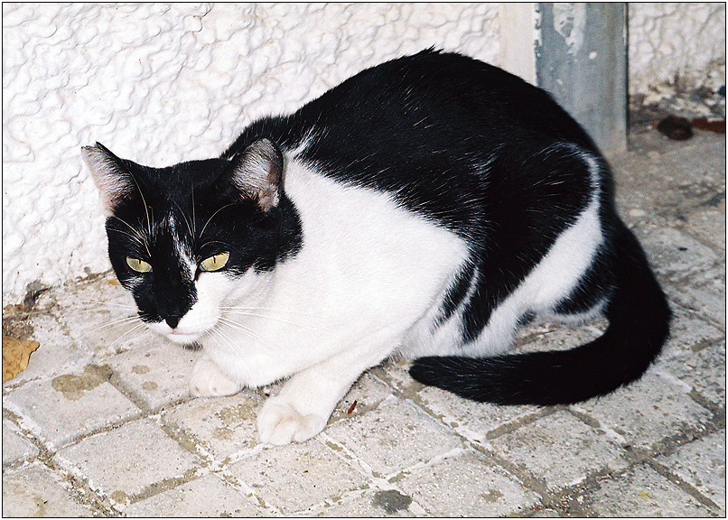 Лицо со шрамом (Don Gato de Benalm&aacute;dena) кот бандит Испания котомафия лицо шрам