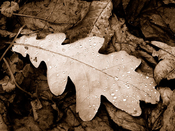 leaf осень лист роса