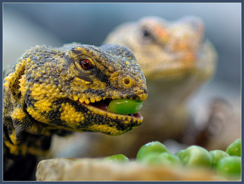Едоки горошка: Мастигур сахарский шипохвост Uromastyx geyri