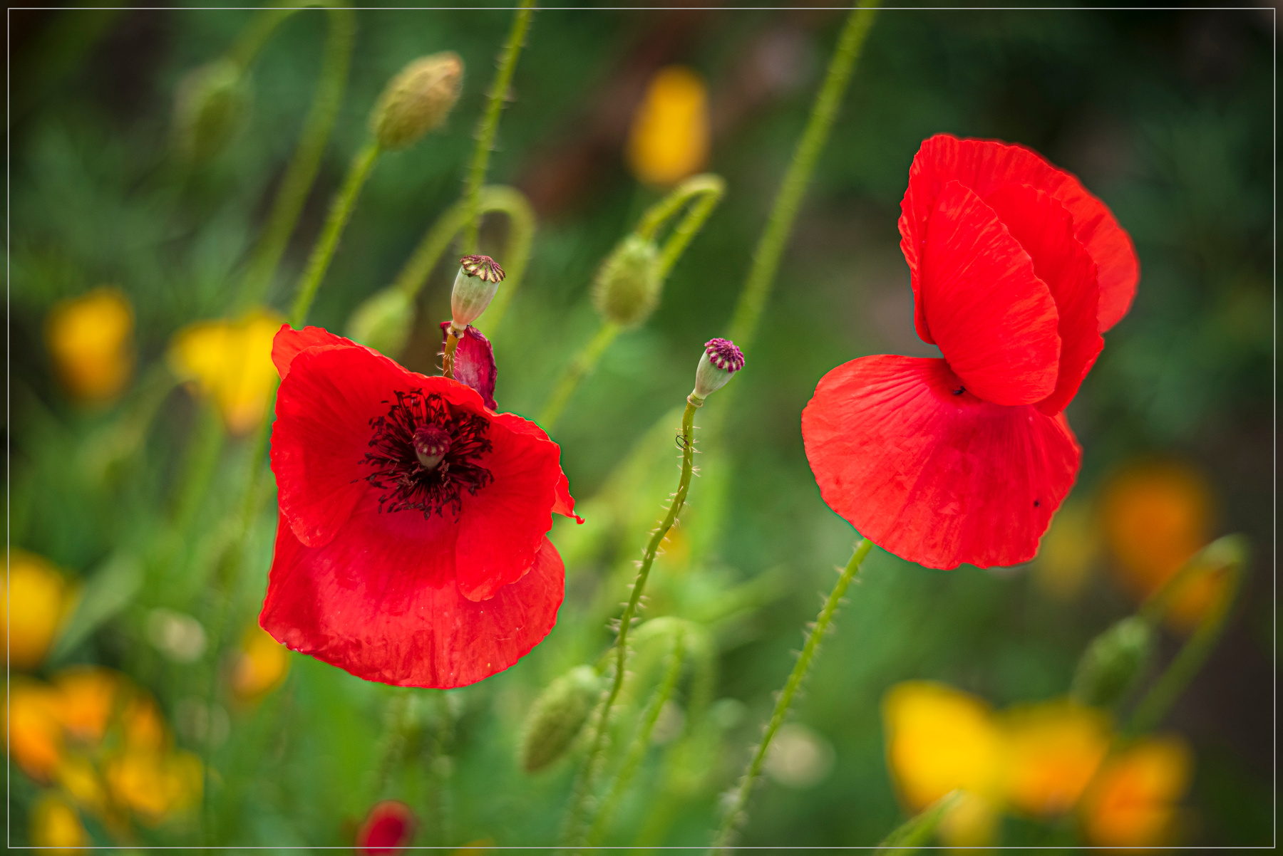 Лето природа