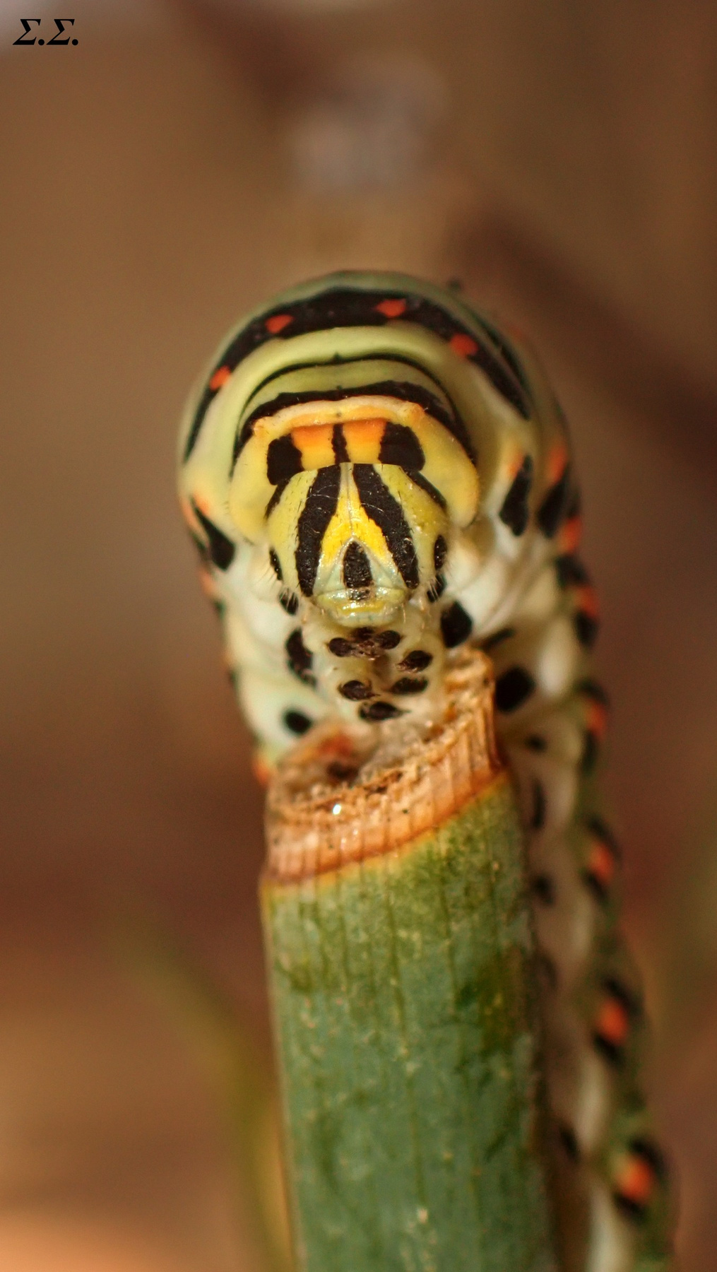 CATERPILLAR ON THE SINGLE BRANCH 