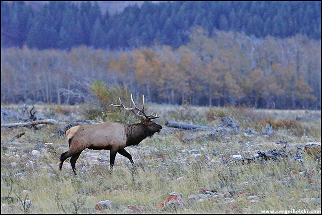 elk elk waterton park