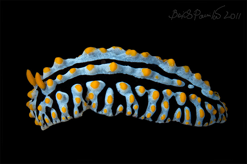 Bon appetite! голожаберник яичница scrambled egg nudibranch Phyllidia varicosa anion Maldives Мальдивы
