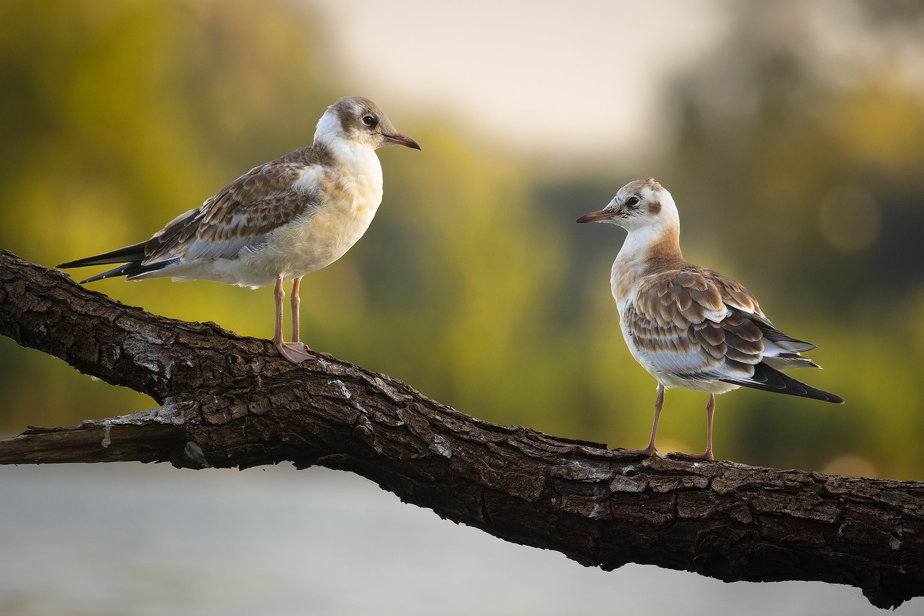 Gulls 