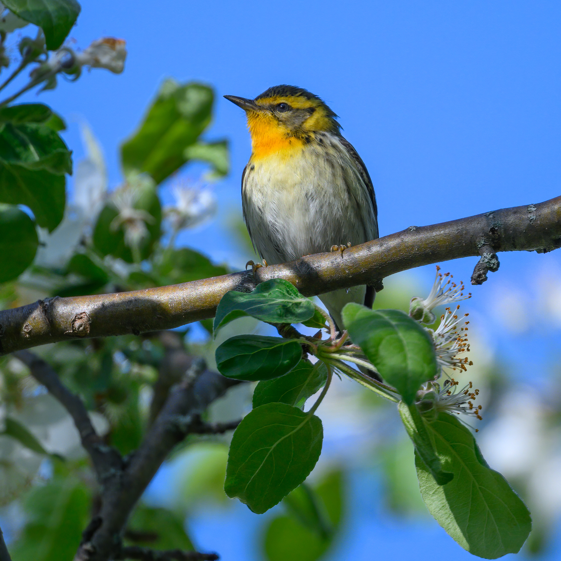 Blackburnian Warbler 
