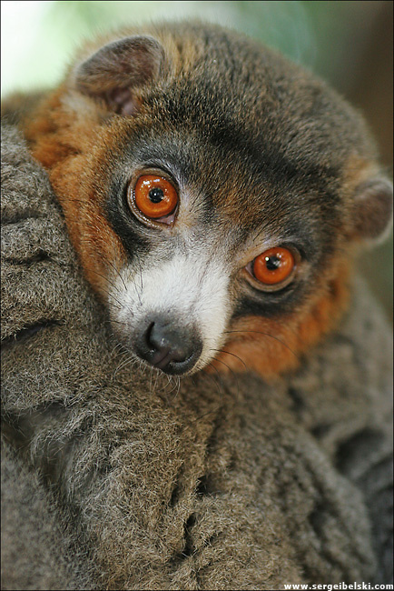 mongoose lemur mongoose lemur