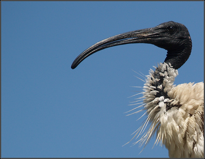 Австралийский белый ибис Ибис Threskiornis molucca