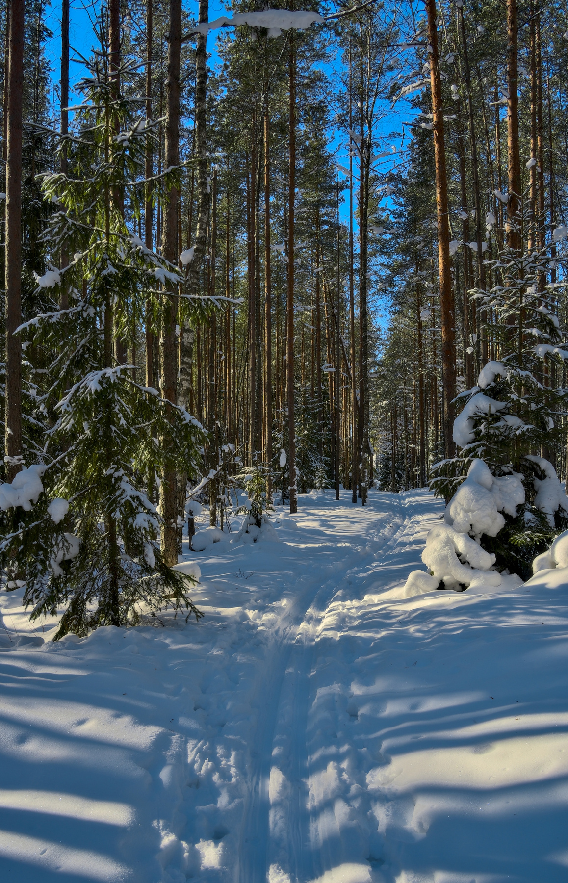 Лыжня в Каннельярви 