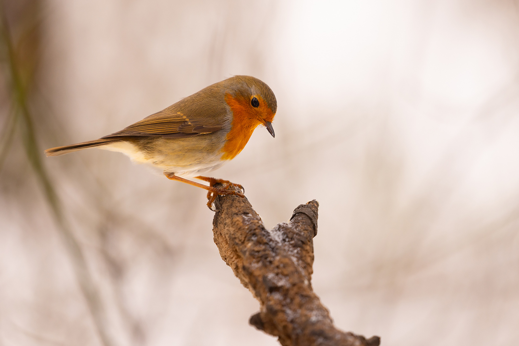 Robin 