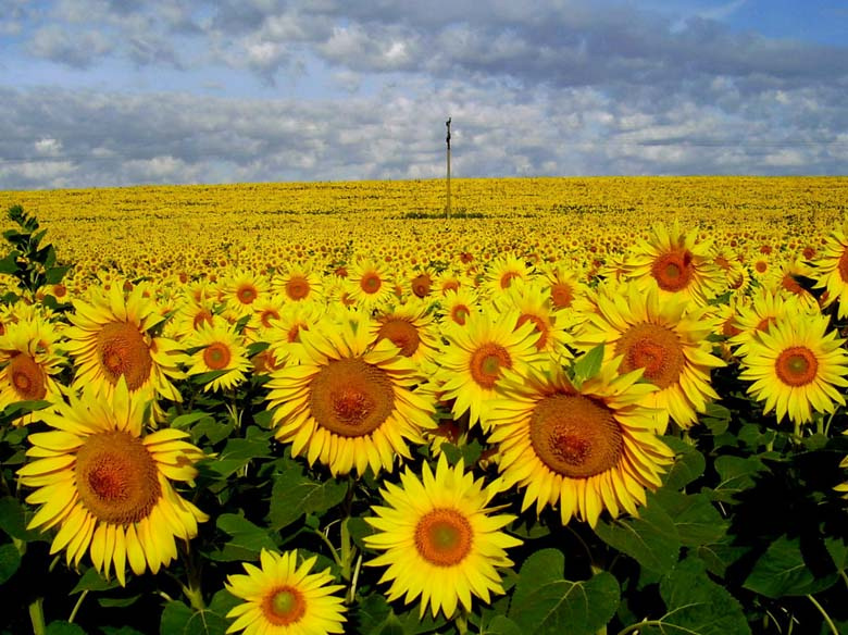 sunflower sunflower