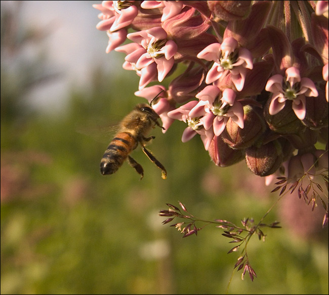 Honey Bee 