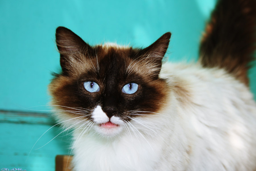 Le regard céleste!!! Кошка, глаза, животные