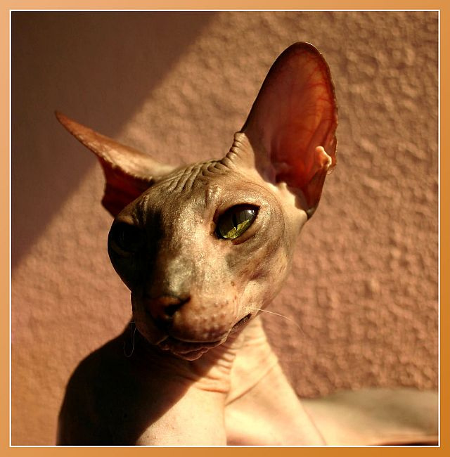 Задумчивость      / Кошкопортреты/ Poppet Pompadour Skin Cat  кошка петерболд