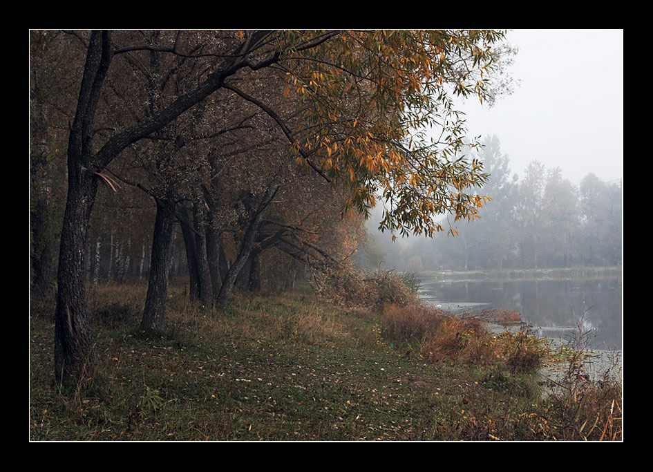 Утро туманное, утро осеннее... туман утро вода дерево верба осень