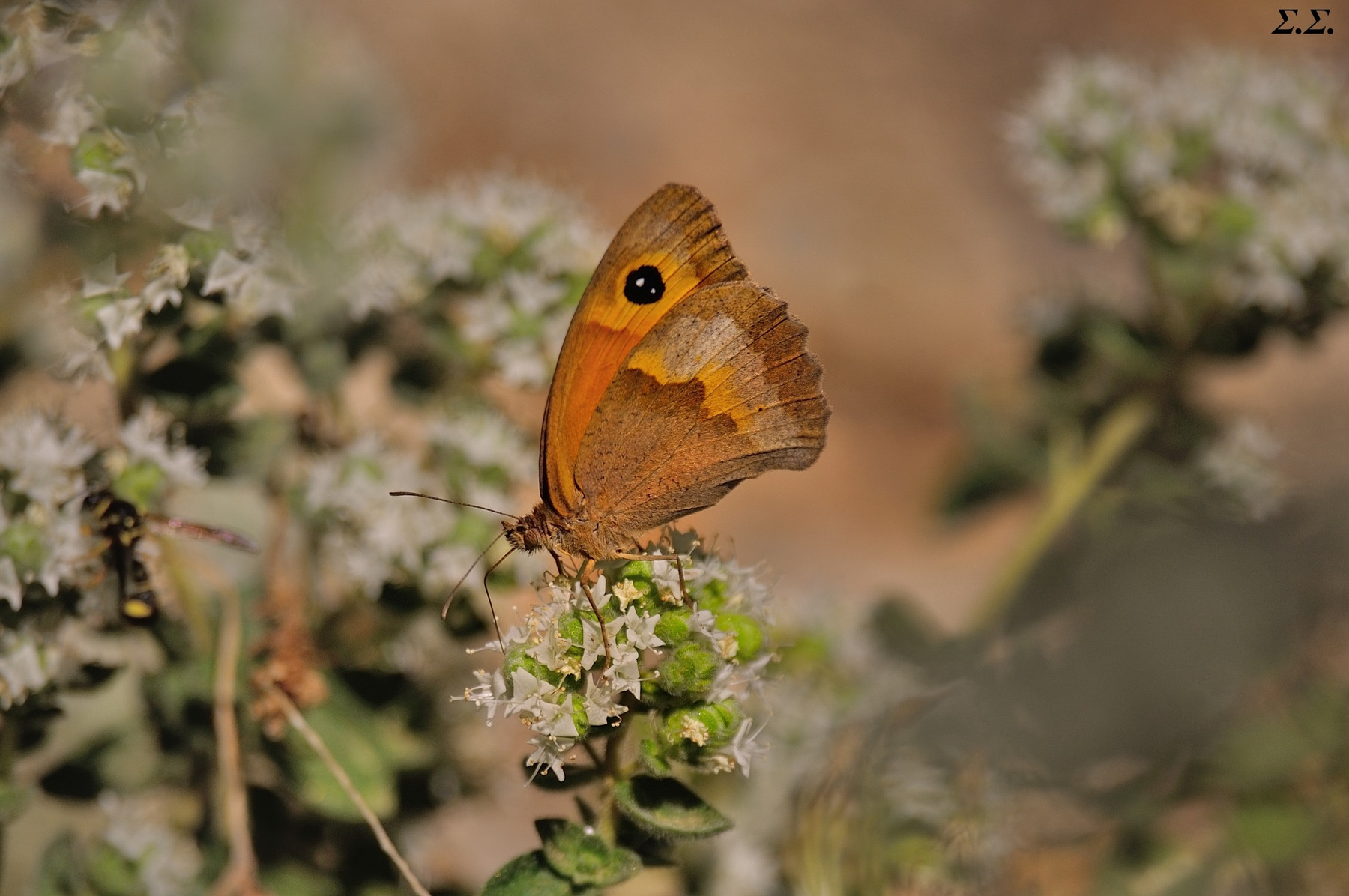 BUTTERFLY OVER THE OREGANO FLOWERS 