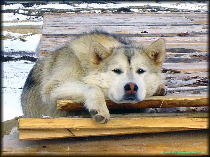 Позирующиё Пёс ! Собака