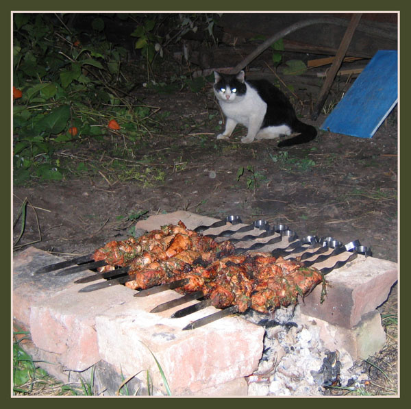 Охота... шашлык, кот, кошка, мясо, еда